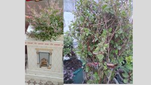 Aarti tulsi ji ki | तुलसी माता की आरती लिखित में
